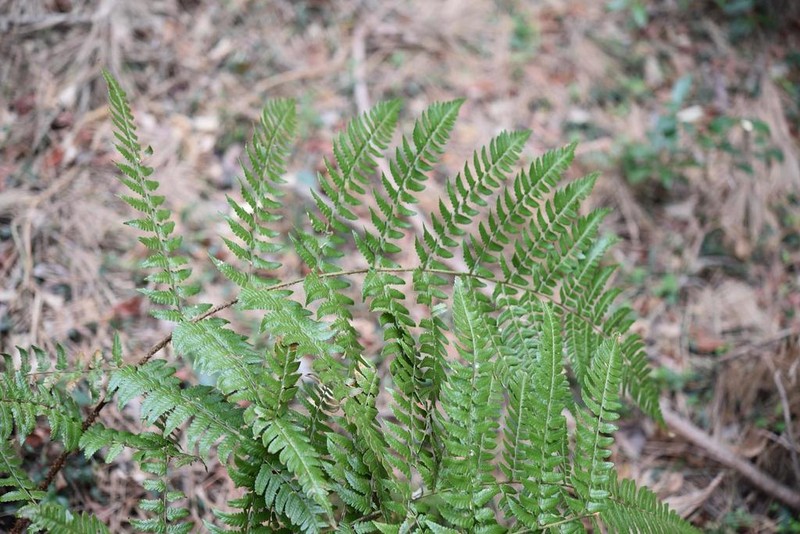 Dryopteris simasakii photo 6