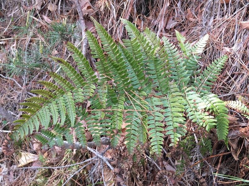 Dryopteris simasakii photo 7