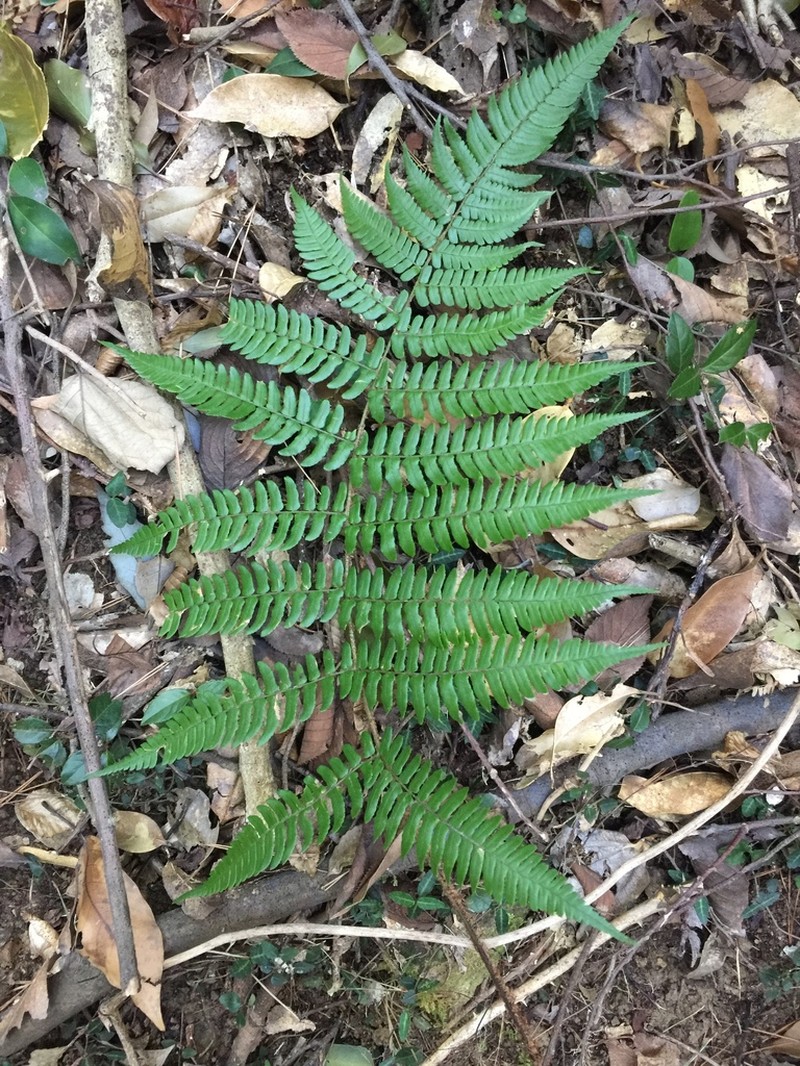 Dryopteris simasakii photo 8