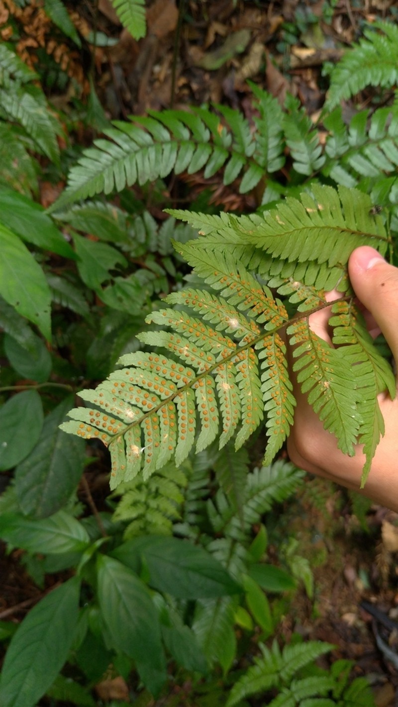 Dryopteris sordidipes photo 2