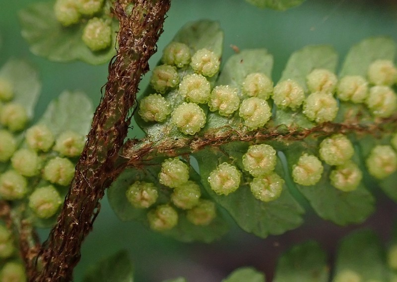 Dryopteris sordidipes photo 3