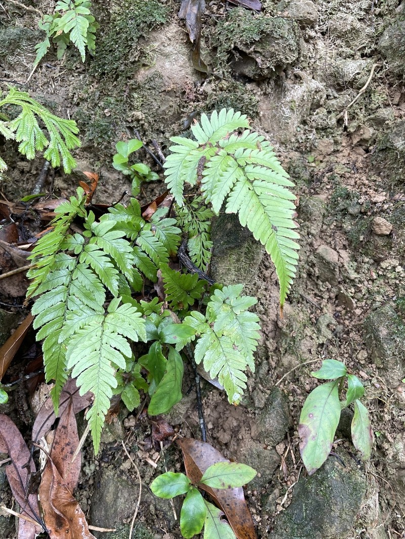 Dryopteris sordidipes photo 4
