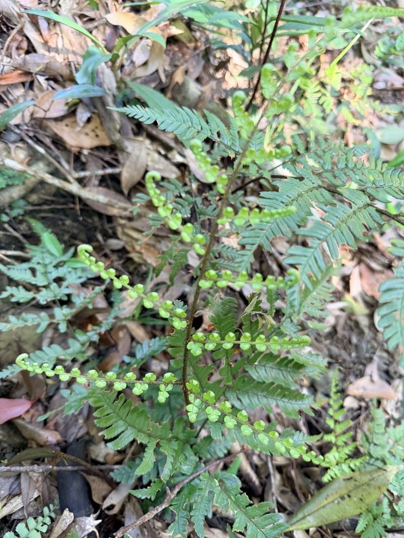 Dryopteris sordidipes photo 5