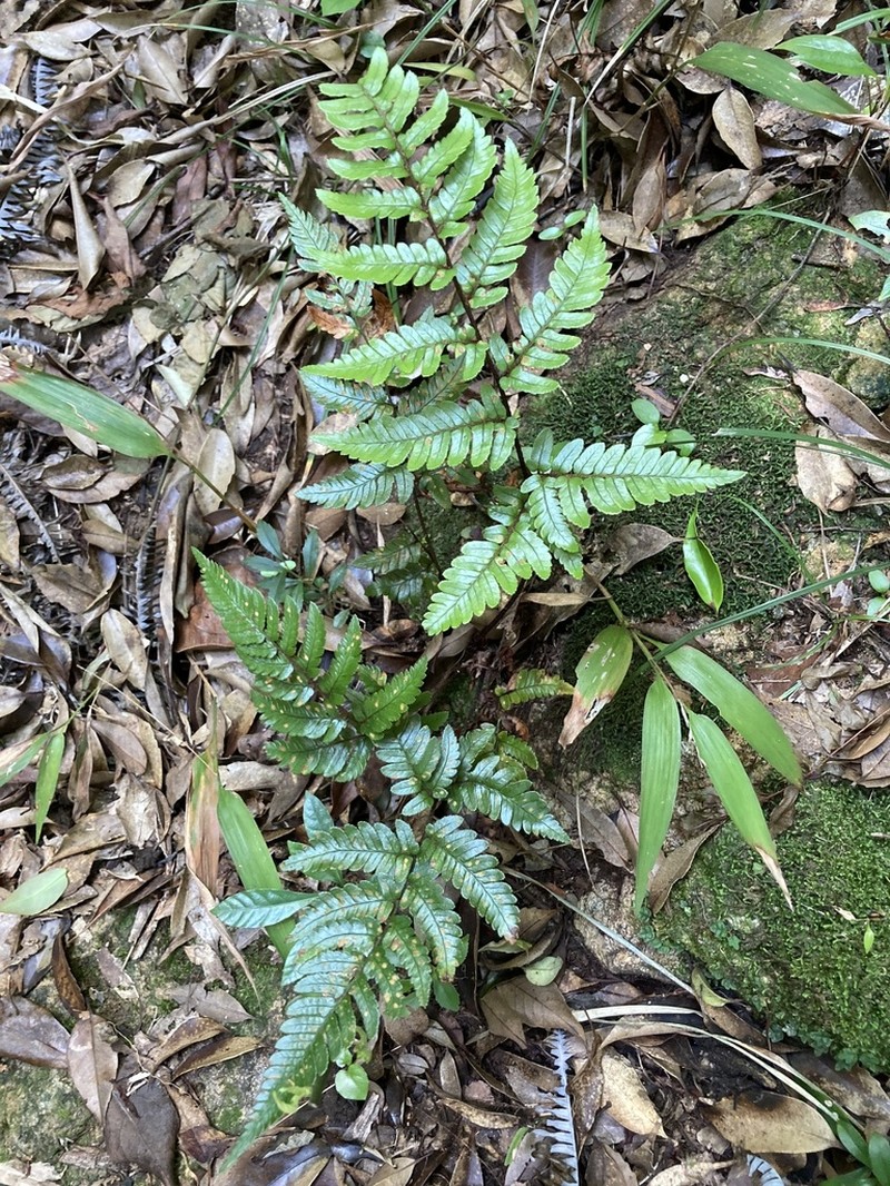 Dryopteris sordidipes photo 6