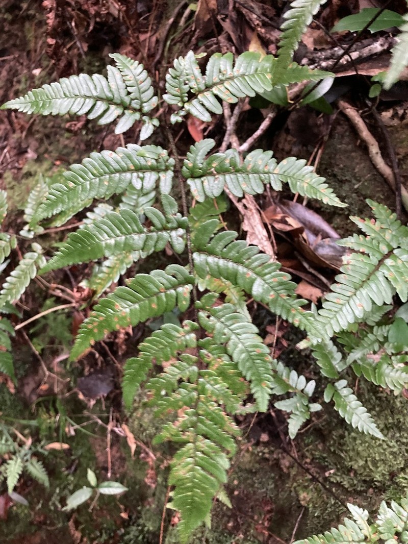 Dryopteris sordidipes photo 7