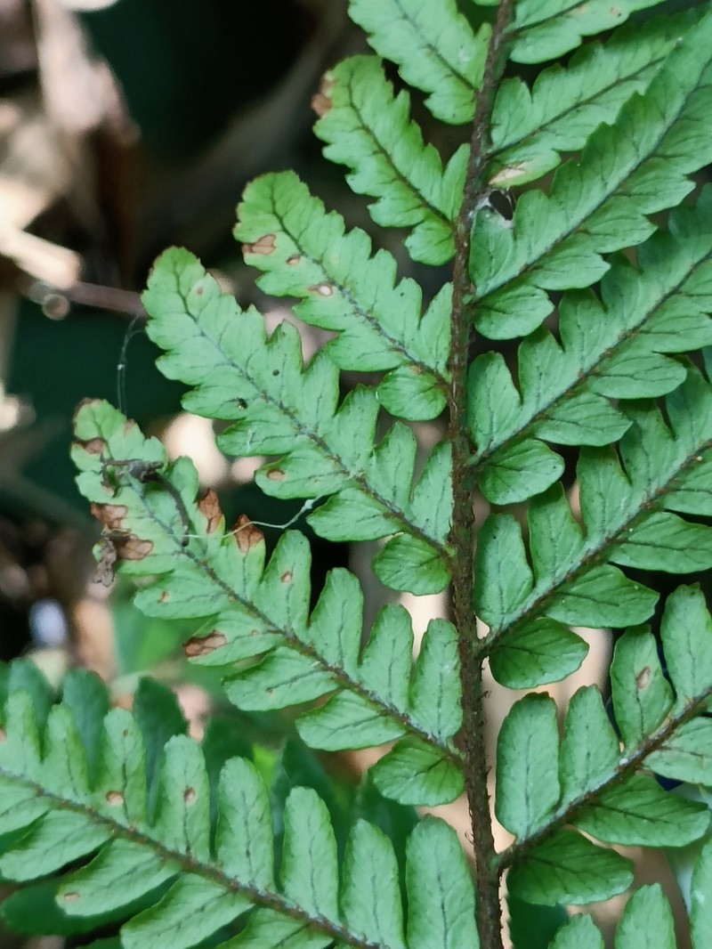 Dryopteris sordidipes photo 8