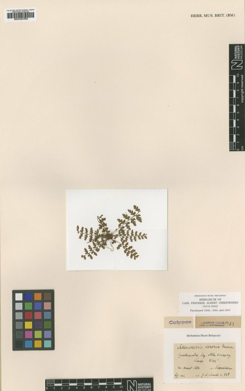 Dryopteris sororia
