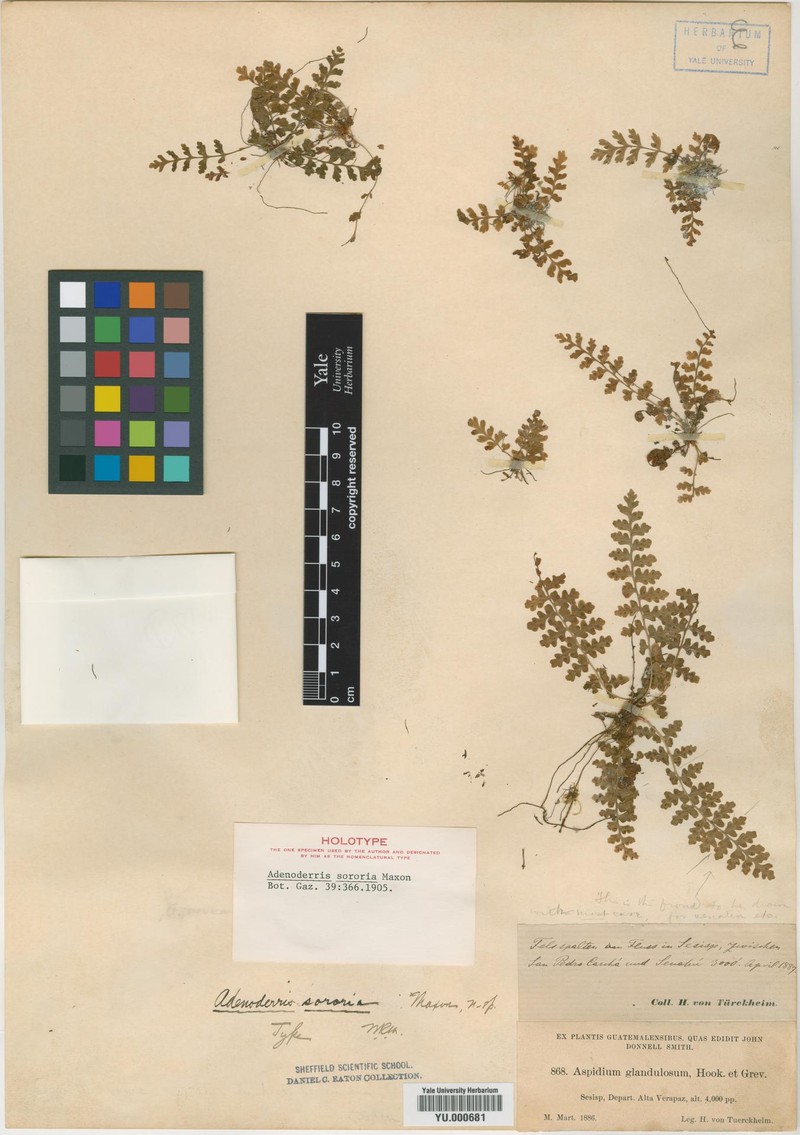 Dryopteris sororia photo 2