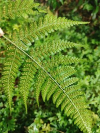 Dryopteris sparsa