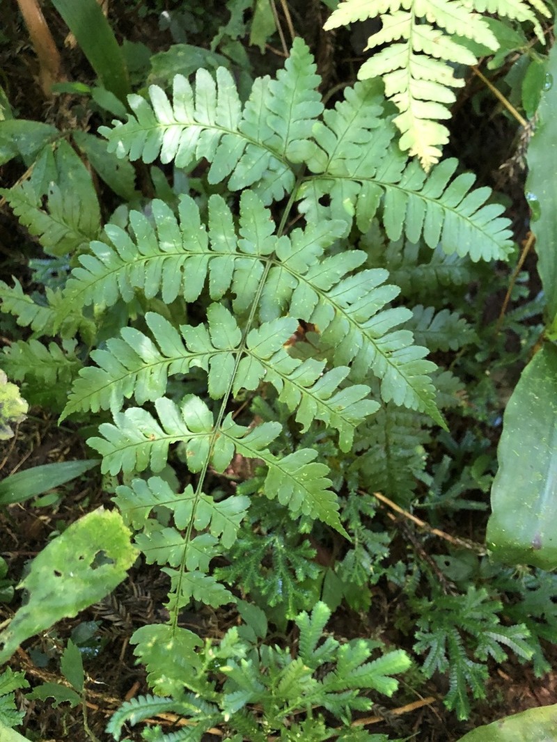 Dryopteris sparsa photo 2