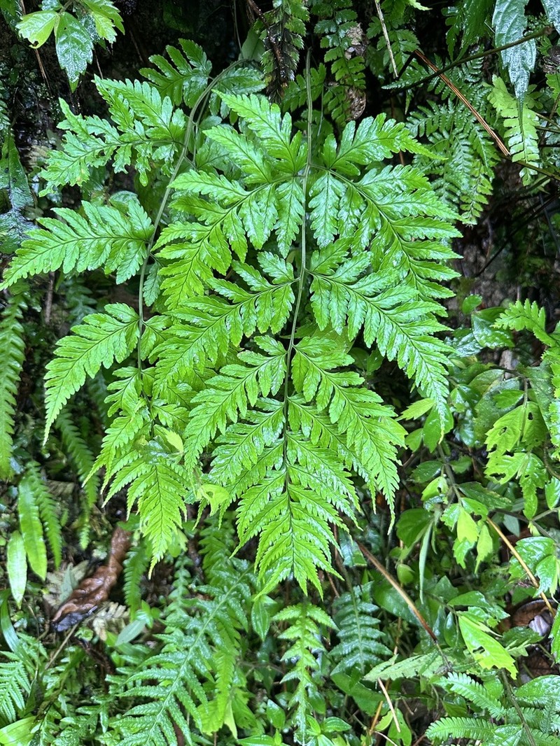Dryopteris sparsa photo 3