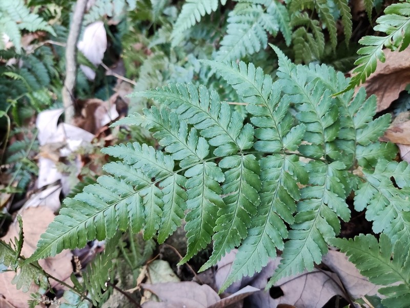 Dryopteris sparsa photo 4