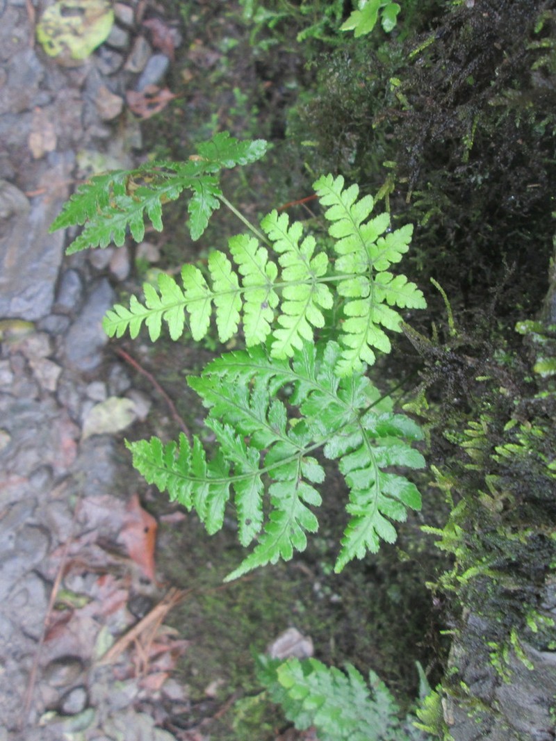 Dryopteris sparsa photo 5
