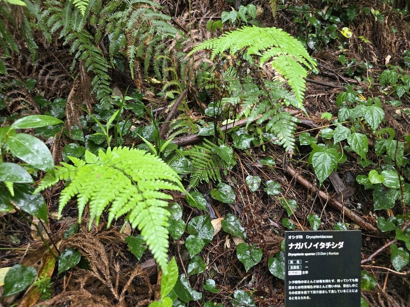 Dryopteris sparsa photo 6