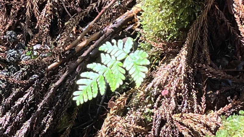 Dryopteris sparsa photo 7