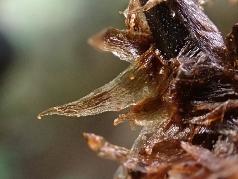Dryopteris sparsa photo 8
