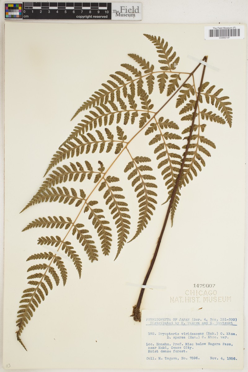 Dryopteris sparsa subsp. rectipinnula