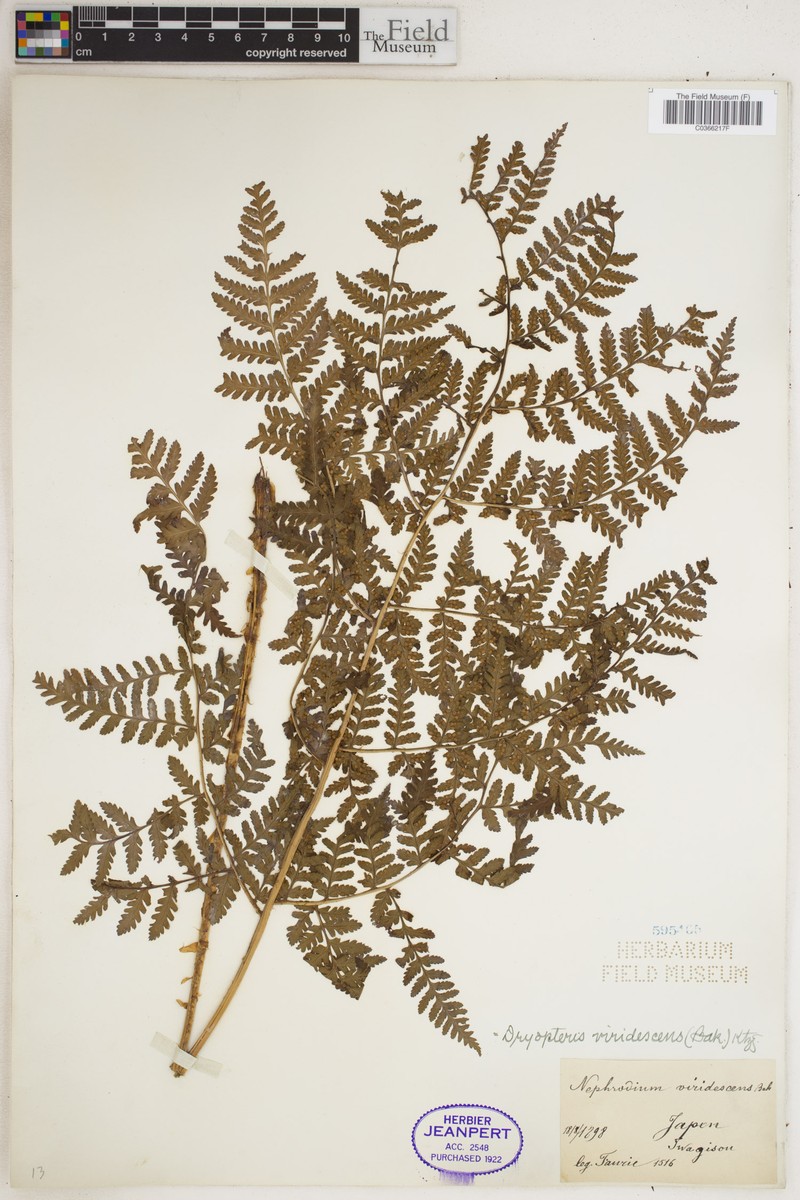 Dryopteris sparsa subsp. rectipinnula photo 2