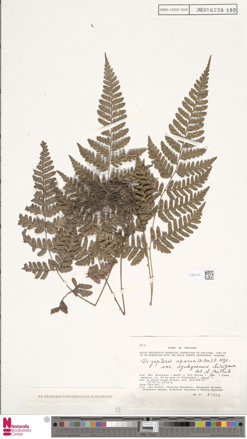 Dryopteris sparsa subsp. sparsa
