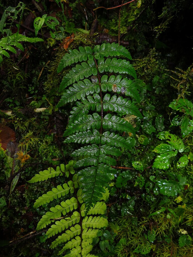 Dryopteris splendens