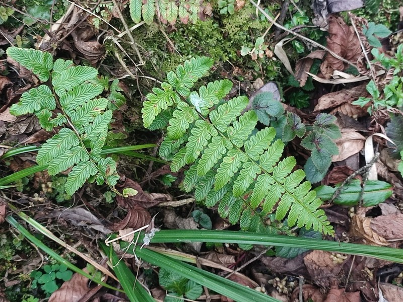 Dryopteris splendens photo 2