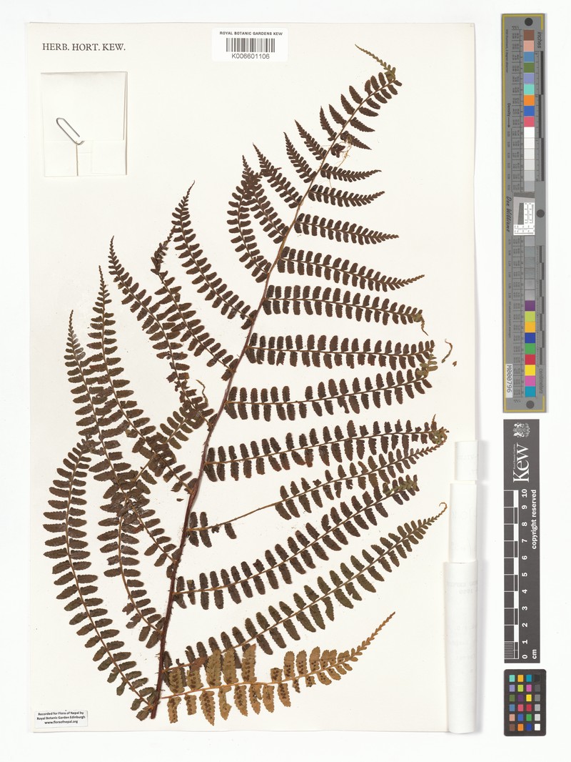 Dryopteris splendens photo 3