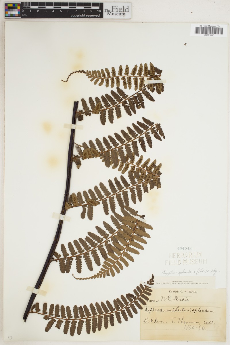 Dryopteris splendens photo 4