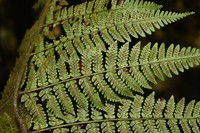 Dryopteris squamiseta