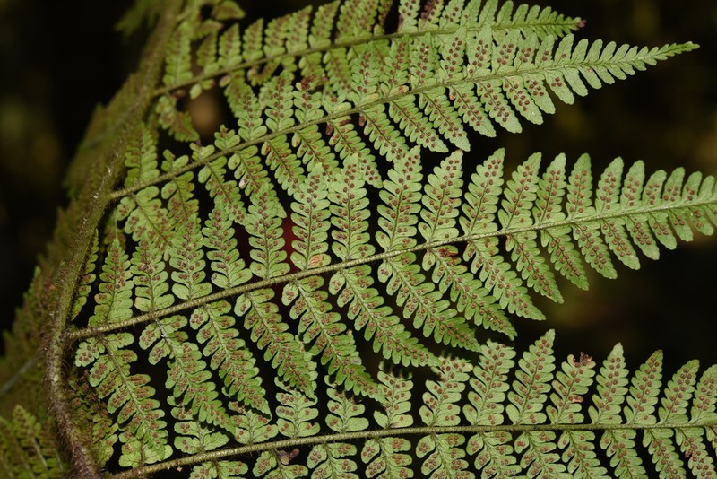 Dryopteris squamiseta