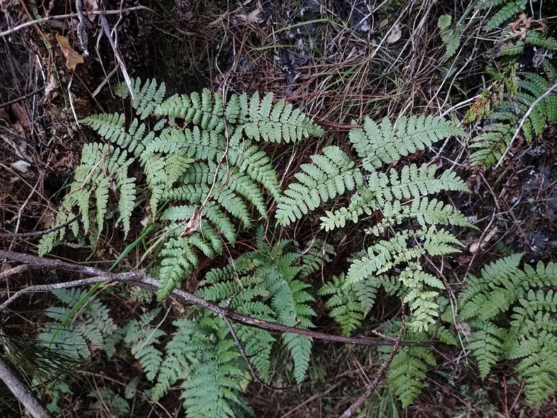 Dryopteris squamiseta photo 2