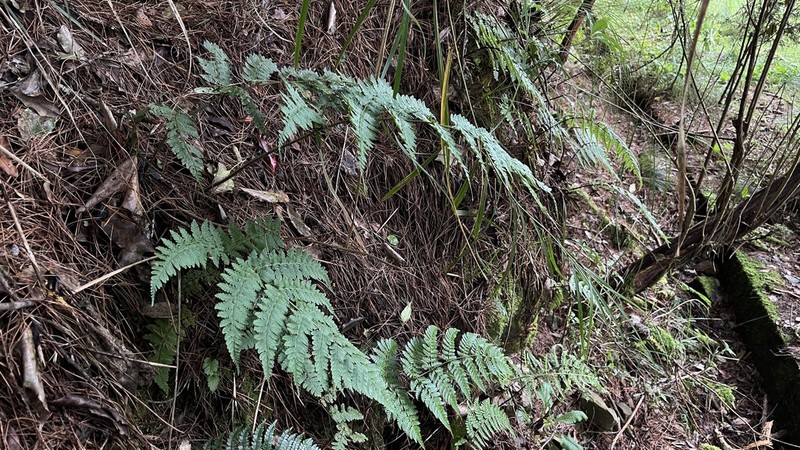 Dryopteris squamiseta photo 3