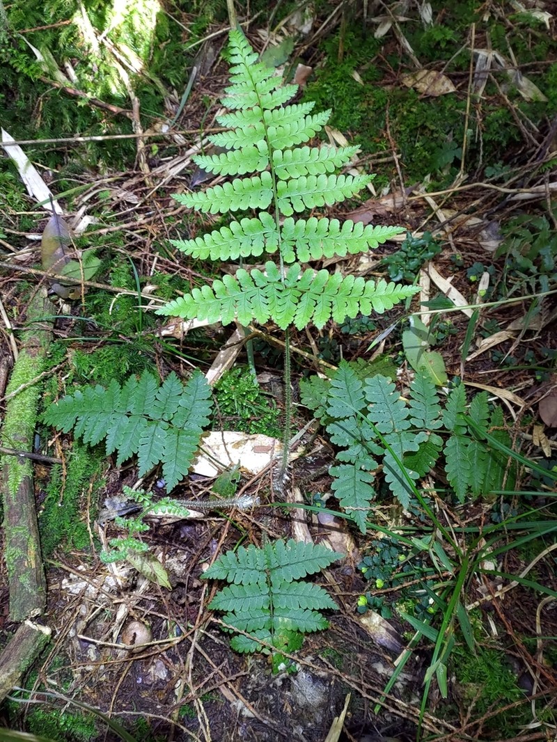 Dryopteris squamiseta photo 4