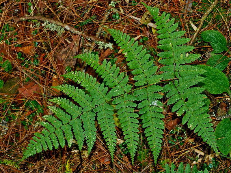 Dryopteris squamiseta photo 5