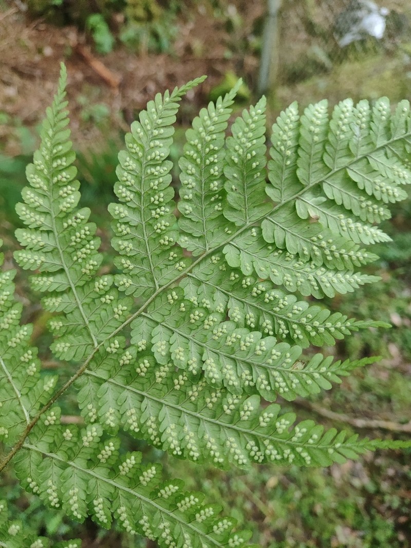Dryopteris squamiseta photo 6