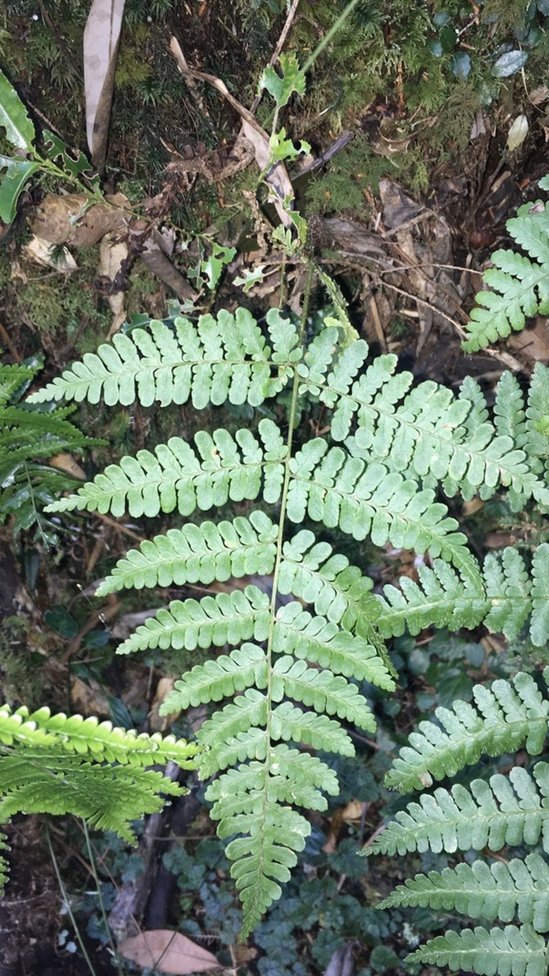 Dryopteris squamiseta photo 7