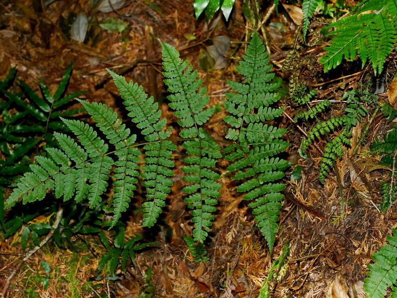 Dryopteris squamiseta photo 8