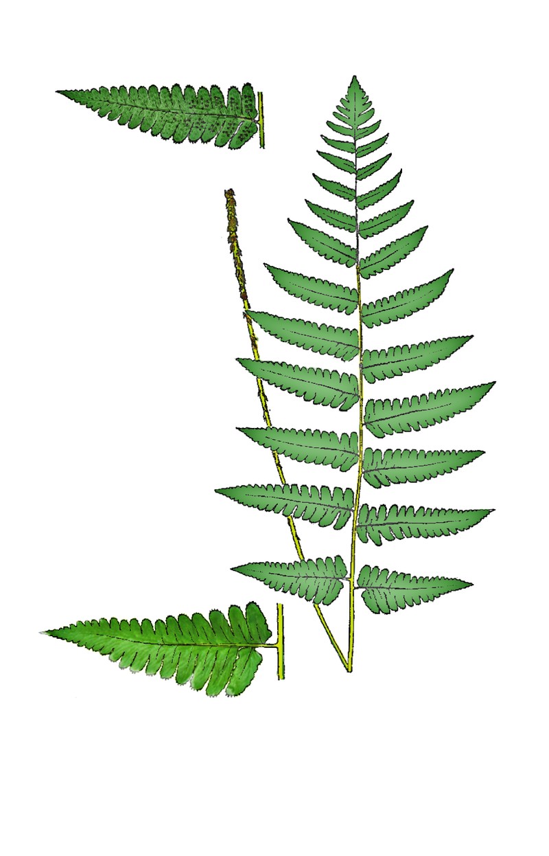 Dryopteris stanley-walkeri
