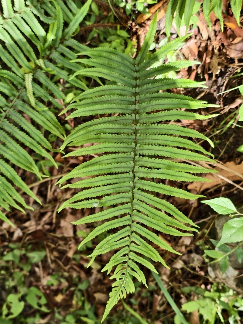 Dryopteris stenolepis