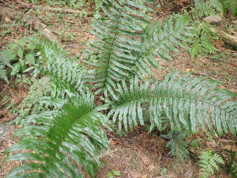 Dryopteris stenolepis photo 2