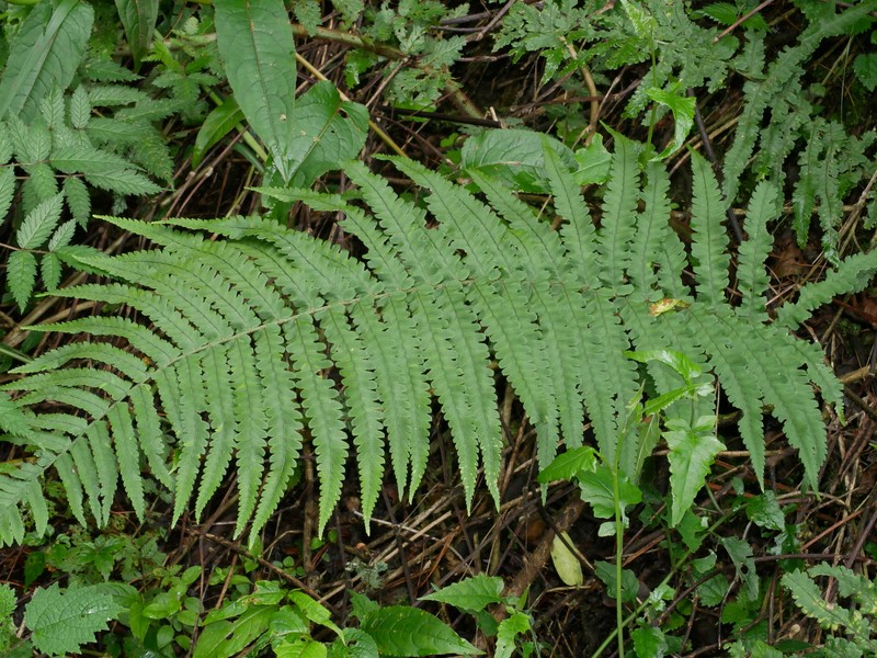 Dryopteris stenolepis photo 4