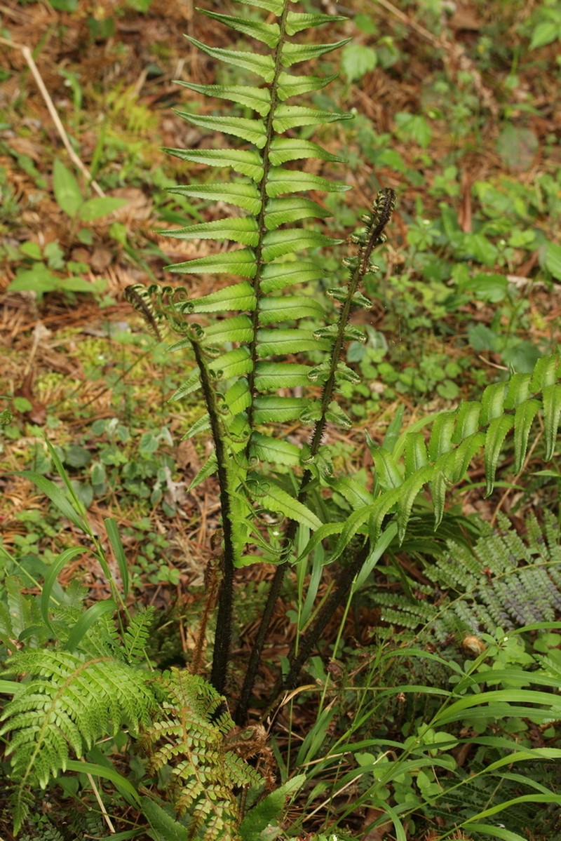 Dryopteris stenolepis photo 5