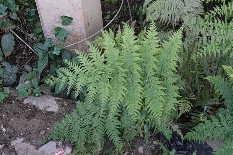 Dryopteris stewartii photo 2