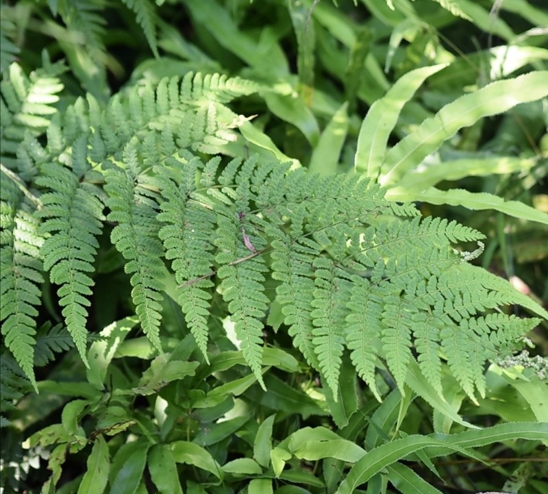 Dryopteris stewartii photo 3
