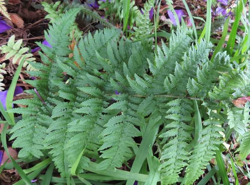 Dryopteris stewartii photo 4