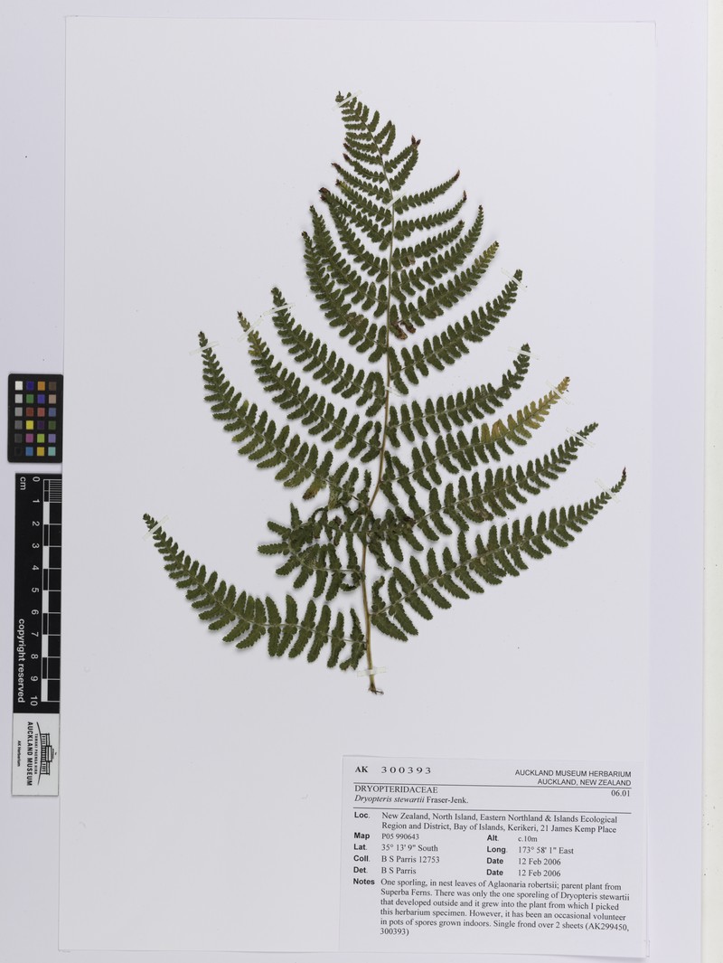 Dryopteris stewartii photo 5