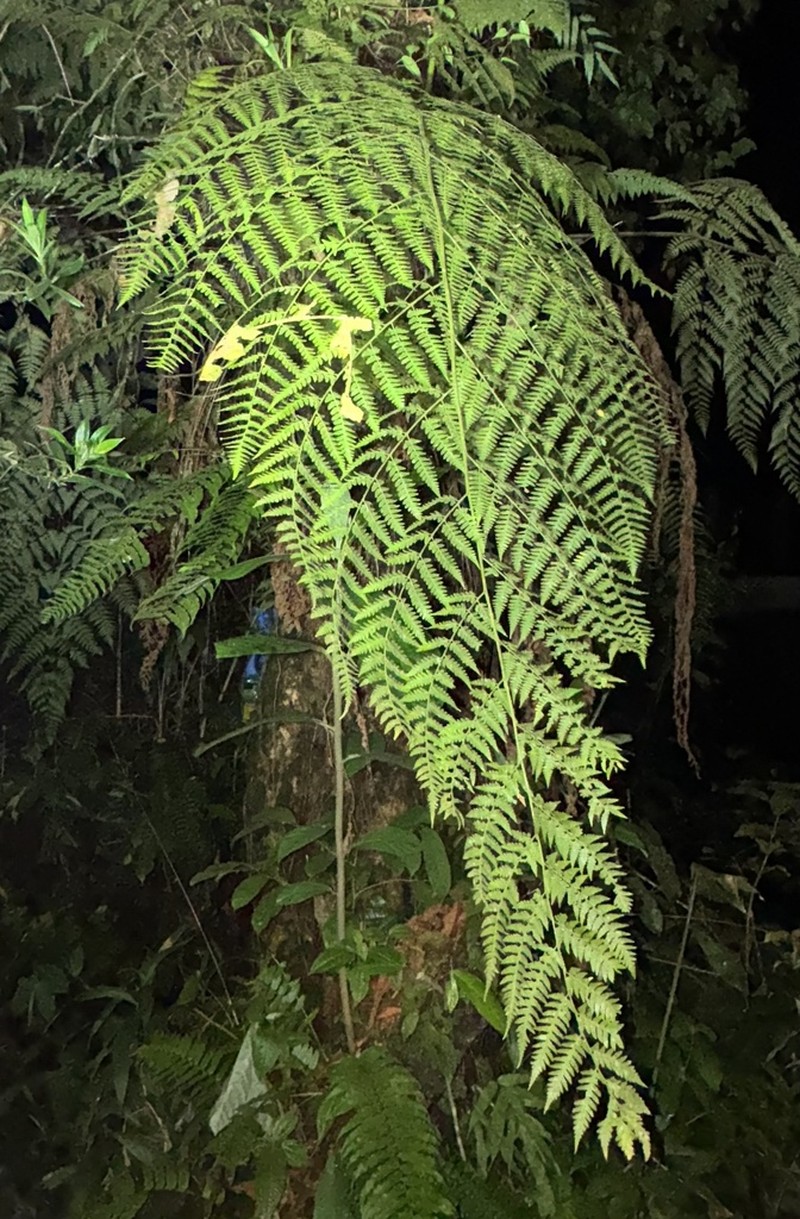 Dryopteris subarborea