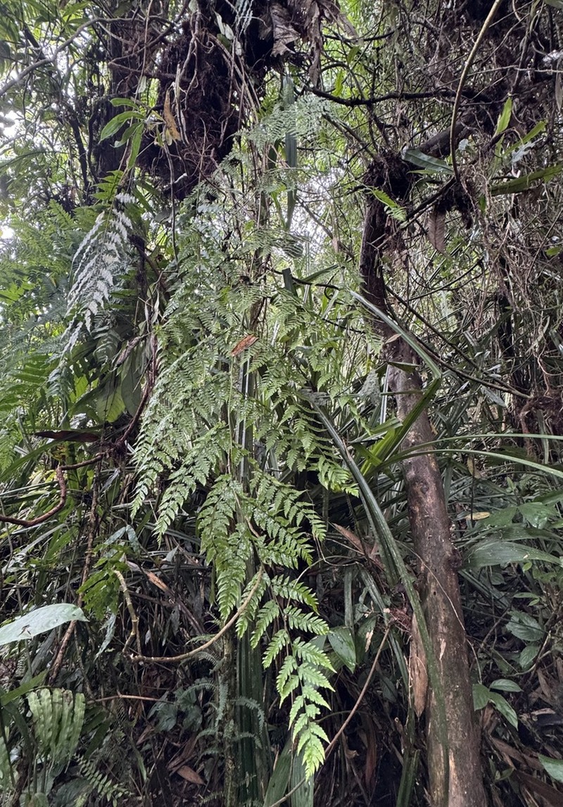 Dryopteris subarborea photo 2