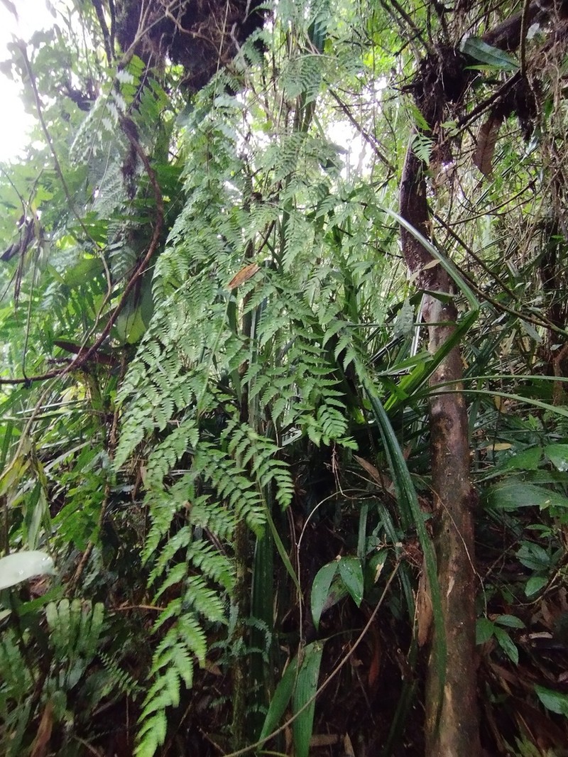Dryopteris subarborea photo 3
