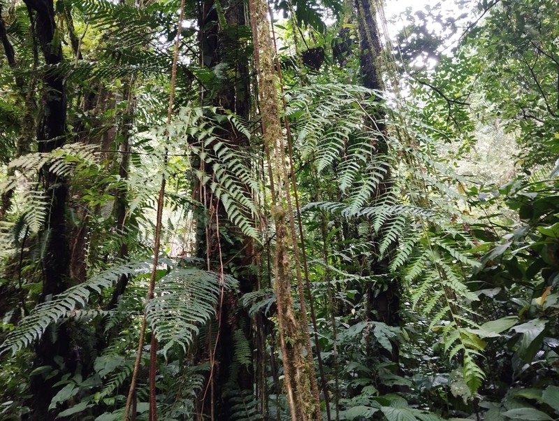 Dryopteris subarborea photo 4
