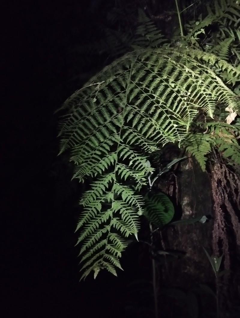 Dryopteris subarborea photo 5